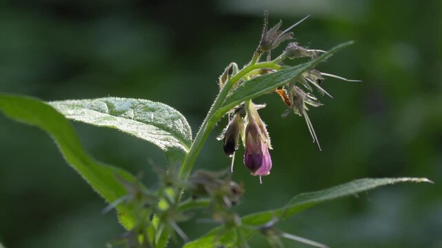 Close-Up of Wild Comfrey Flowers in Sunlight - 4K Slow Motion Nature Footage