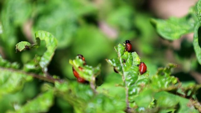 Bright Colorado potato beetle larvae actively consume juicy green potato leaves in a farm field. Macro footage of pests destroying an agricultural crop. Perfect stock video for themes of agronomy, pla