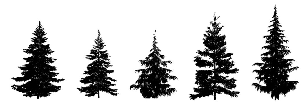 picea omorika pungens glauca abies 5 trees (spruce, fir, conifer collection) isolated premium vector image, black shapes