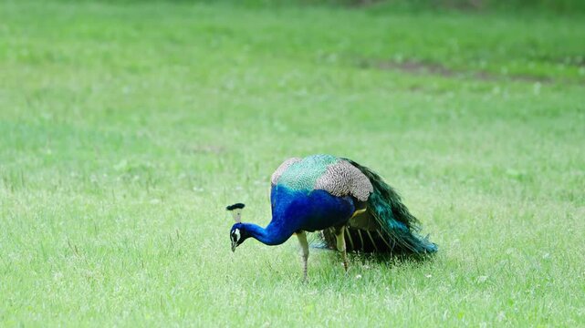 Elegant Blue Peacock Foraging and Walking on Green Grass Field