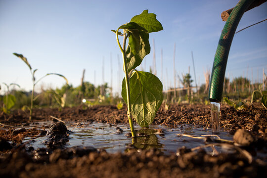 Piantina giovane appena irrigata con getto d&rsquo;acqua in un terreno umido illuminato dal sole, in una scena di giardinaggio naturale che racconta cura, crescita e vita vegetale