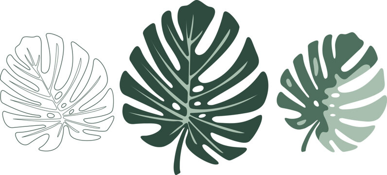 Monstera leaves vector set. Tropical deliciosa leaf outline, solid green, and variegated split-leaf philodendron icons. Exotic jungle foliage clipart for summer design, wedding decor, patterns, prints