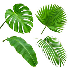 Collection of Tropical Plant Leaves Isolated on White Background © HOAI PHAM