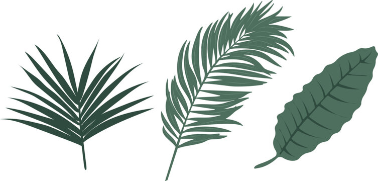 Palm leaves vector collection. Tropical foliage set with fan palm, areca feather frond, and Caryota fishtail leaf. Exotic jungle botany clipart. Isolated on white background.