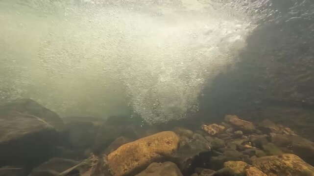 琵琶湖流入河川の堰堤下に群れるコアユの水中映像