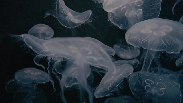 4K Video of moon jellyfish swimming gracefully against a black background.