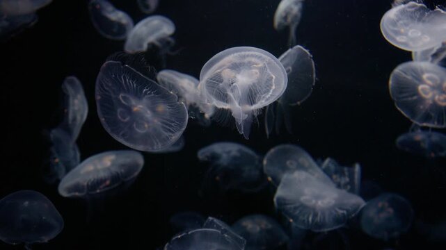 4K Video of moon jellyfish swimming gracefully against a black background.