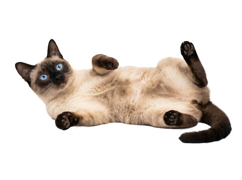 Playful Siamese Cat Lying on Back Isolated on Transparent Background PNG, Cute Seal Point Feline Showing Belly and Paws Studio Portrait Design Asset