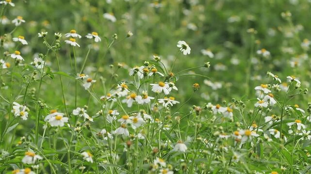 Bidens alba or spanish needle is a wildflower found in meadows, serving as a nectar source for pollinators. It is a rapidly spreading weed, but is used medicinally.