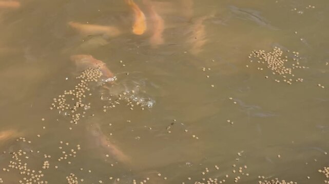 Close-up of red tilapia fish eating floating pellets at an aquaculture farm