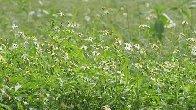 Bidens alba or spanish needle is a wildflower found in meadows, serving as a nectar source for pollinators. It is a rapidly spreading weed, but is used medicinally.