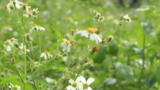 Bidens alba or spanish needle is a wildflower found in meadows, serving as a nectar source for pollinators. It is a rapidly spreading weed, but is used medicinally.
