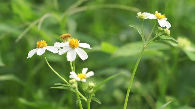 Bidens alba or spanish needle is a wildflower found in meadows, serving as a nectar source for pollinators. It is a rapidly spreading weed, but is used medicinally.