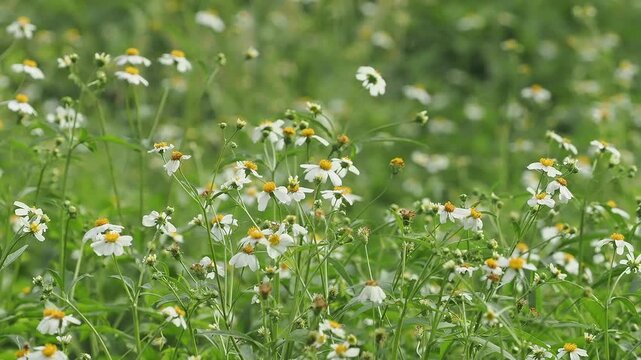 Bidens alba or spanish needle is a wildflower found in meadows, serving as a nectar source for pollinators. It is a rapidly spreading weed, but is used medicinally.