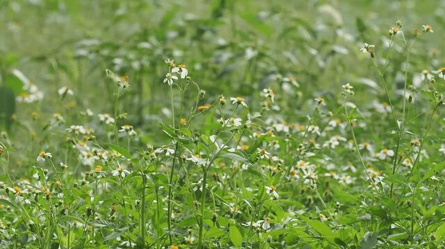 Bidens alba or spanish needle is a wildflower found in meadows, serving as a nectar source for pollinators. It is a rapidly spreading weed, but is used medicinally.