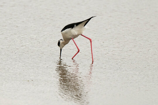 Echasse blanche, Salicorne