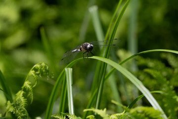 Libellule déprimée, © JAG IMAGES