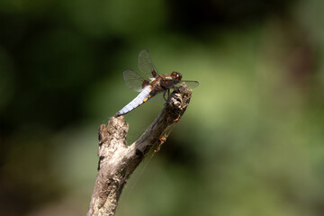 Libellule déprimée, © JAG IMAGES