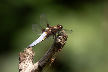 Libellule déprimée, © JAG IMAGES
