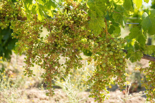 Clusters of small green grapes developing on a vine in a vineyard during early summer, capturing agricultural growth