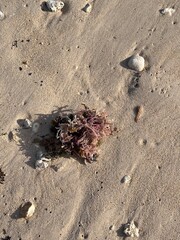 Obraz premium Coral on Ala Moana Beach