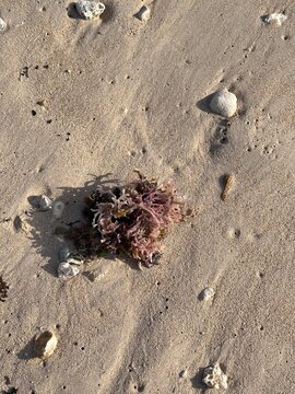 Coral on Ala Moana Beach