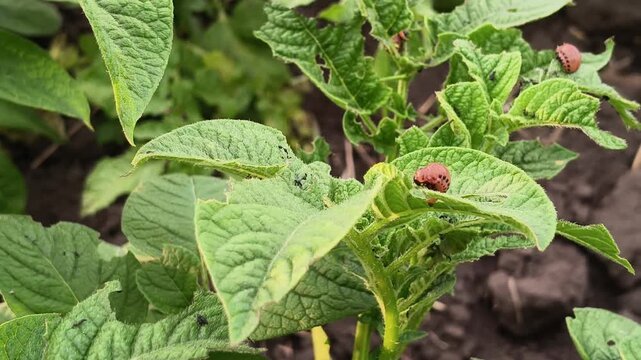 Close-up of young red Colorado potato beetle larvae eating green leaves on a bush in the field. Agricultural pest, insect infestation and crop damage concept.