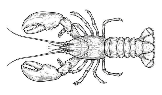 Outline Lobster Hand Drawn Marine Life Vector Art