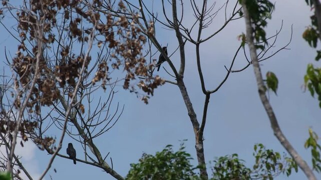 Three Oriental Dollarbirds with Multiple Flights and Synchronized Vocalizations in Palawan Philippines
