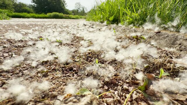 Soft white poplar seeds blanket the edge of a gravel road. The cottony fluff pools on the ground next to vibrant green grass. The sunny outdoor setting feels quiet, calm, and still.