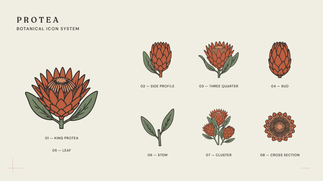 Premium protea flower botanical vector icons &ndash; Perfect for wedding stationery, boutique branding, or floral shop logos.