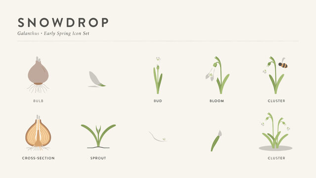 Flat snowdrop flower life cycle vector icon grid &ndash; Ideal for botanical textbooks, environmental infographics, or seed packaging.