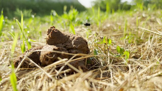 A housefly lands and crawls on top of fresh dog poop in a field. Its wings vibrate as it moves across the waste. This produces a faint, high-pitched buzzing sound.