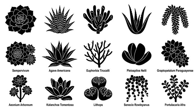 Black  White Glyph Icons of Various Succulent Plants for Botany and Gardening