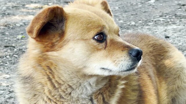 A close-up profile captures a fluffy brown dog looking intently to the side. The animal rests patiently outdoors against a blurred gravel background. Its dark eyes express curiosity and gentle calm.