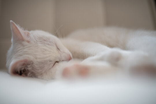 柔らかな光の中でぐっすり眠る白い猫のクローズアップ - 癒やし・リラックス