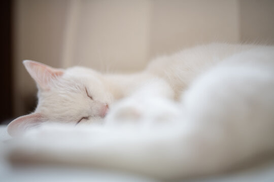 柔らかな光の中でぐっすり眠る白い猫のクローズアップ - 癒やし・リラックス