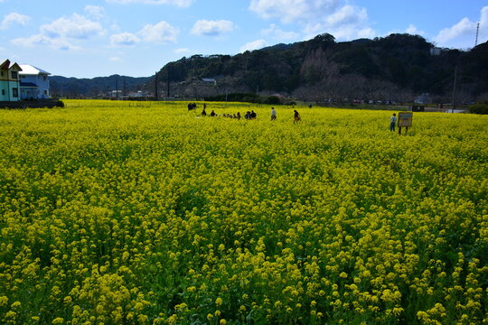 静岡県 南伊豆町の日野の菜の花畑（元気な百姓の花畑公園）