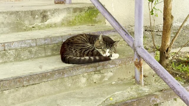 A striped tabby cat curled up tightly sleeps peacefully. The animal rests on worn concrete outdoor steps next to a weathered purple metal railing.