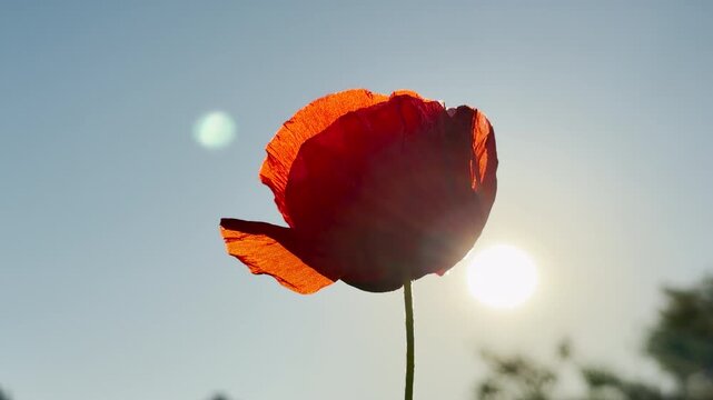 A single red poppy flower catches the bright morning sunlight. The translucent petals glow warmly against a soft blue sky while the rising sun creates a subtle lens flare in the background.
