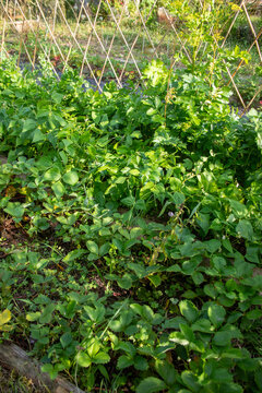 Gros plan sur des plants de l&eacute;gumes en cultures associ&eacute;es dans un potager : haricot mangetout et panais
