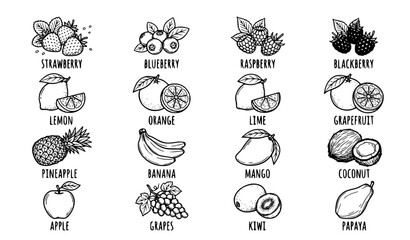 Minimal Black and White Fruit Line Art Set Berries Citrus Tropical Fruits Hand Drawn Vector Illustration Isolated White Background © MSTSUFIA