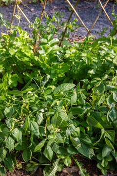 Gros plan sur des plants de l&eacute;gumes en cultures associ&eacute;es dans un potager : haricot mangetout et panais