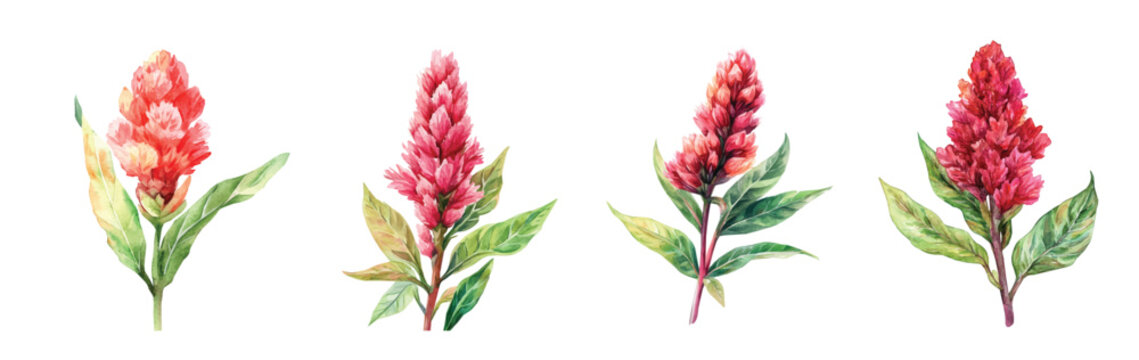A collection of minimal yet artistic elements for creative designs. hand-drawn paint, A beautiful painting of celosia flower, EPS format, isolated on a white 