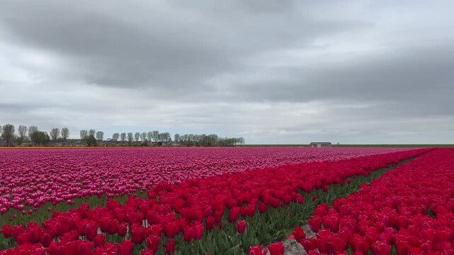 Mixed Red and Pink, Rose tulips field near Rotterdam. Tulips move from heavy wind gusts. Dutch tulips farm. Den Bommel, Netherlands