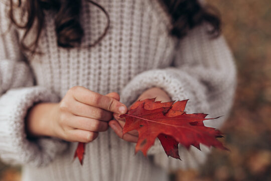 Close-up of girl's hands holding vibrant red oak leafs against backdrop of cozy knitted sweater. Aesthetic atmosphere of  autumn season. Tactile experience of nature. Selective soft focus.