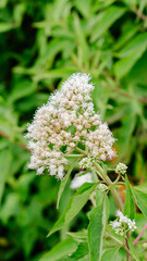 Fototapeta premium White wildflower in green grass close up macro