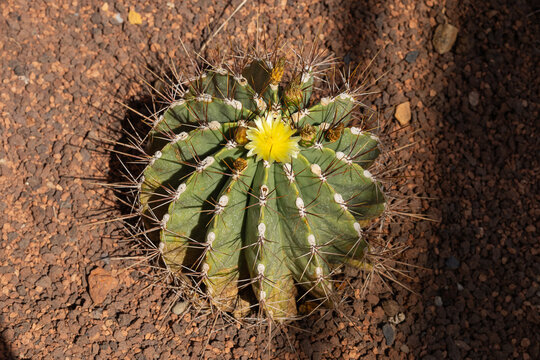 Small round green cactus blooming with a yellow flower on top in a desert garden setting. Ferocactus succulent plant with sharp brown thorns, exotic nature botany and horticulture