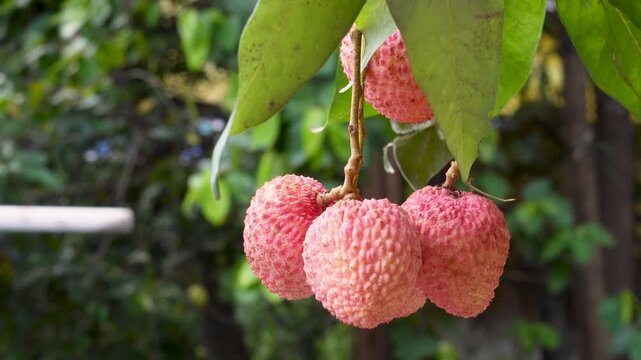 Litchi tree with red ripe litchi fruits hanging from branches with lush green leaves and a soft bokeh background. bountiful fruits of freshness and natural.