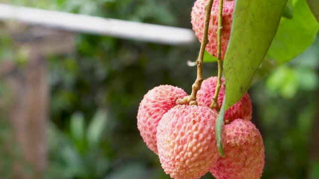 Litchi tree with red ripe litchi fruits hanging from branches with lush green leaves and a soft bokeh background. bountiful fruits of freshness and natural.
